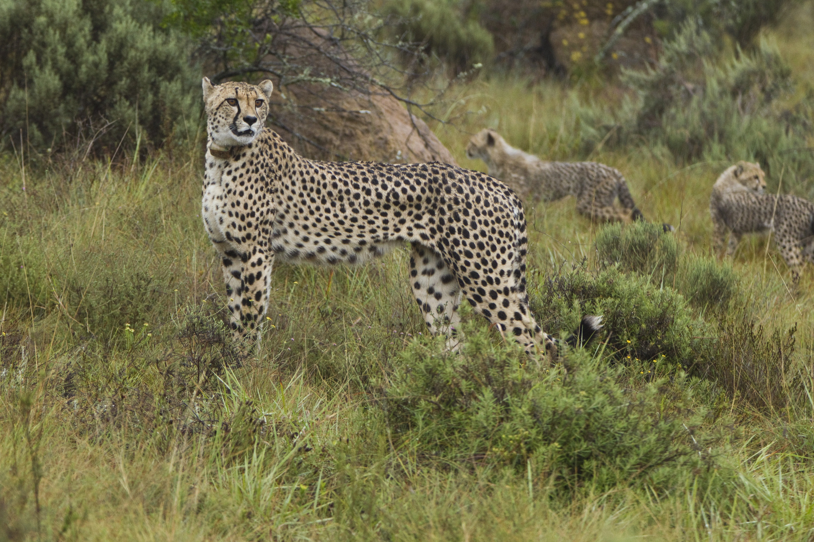 Cheetah