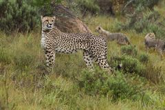 Cheetah