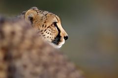 cheetah