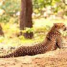 Cheetah