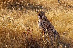 ~ Cheetah ~