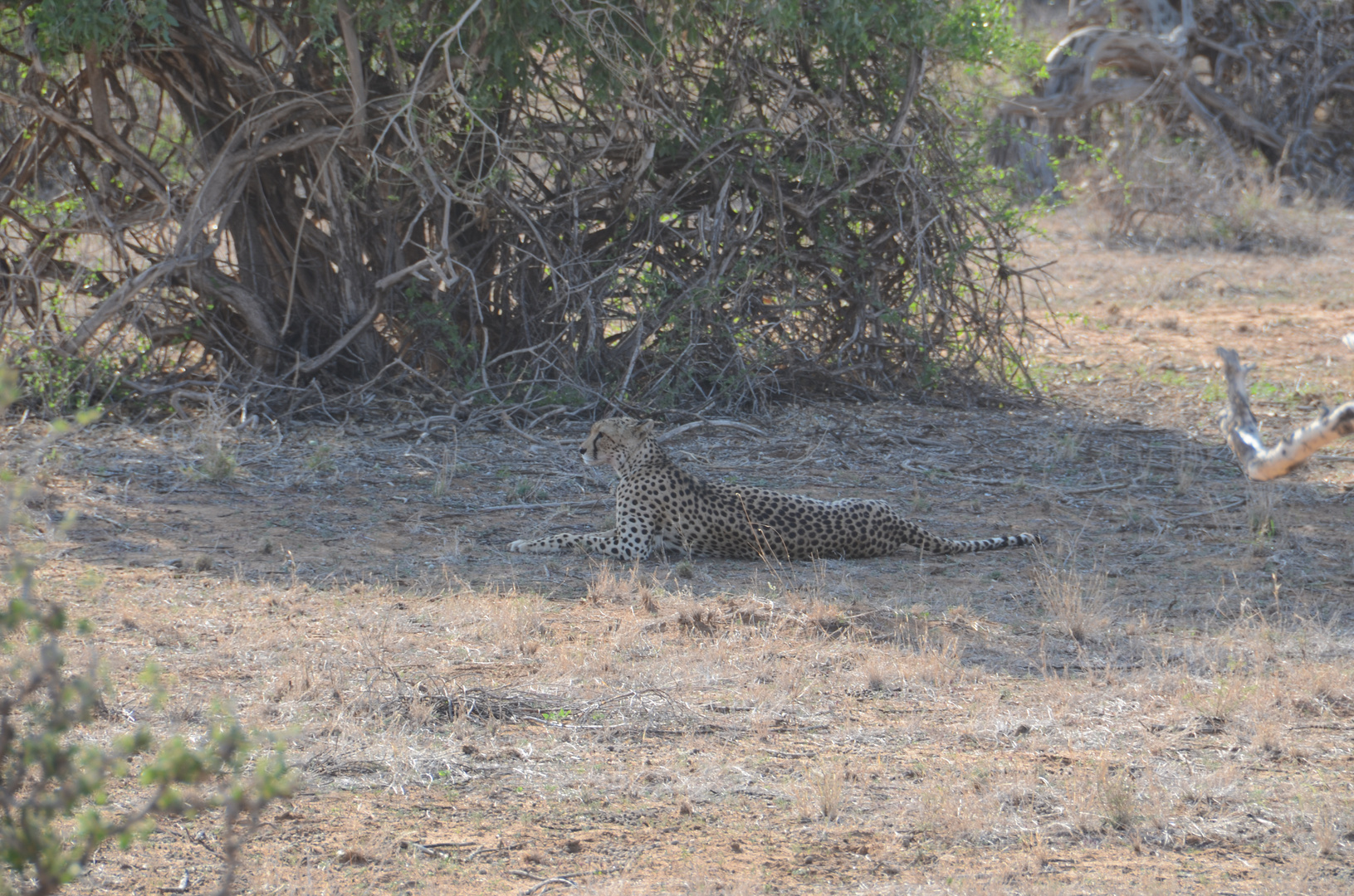 Cheetah