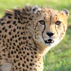 cheetah