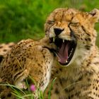 *** Cheetah ***