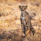 Cheetah