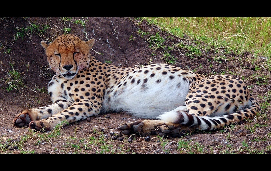 Cheetah (Acinonyx jubatus)