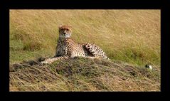 Cheetah (Acinonyx jubatus)