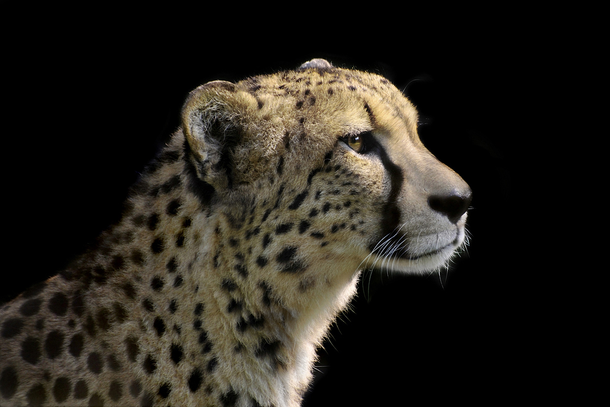 Cheetah (Acinonyx jubatus)