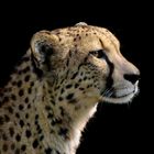 Cheetah (Acinonyx jubatus)