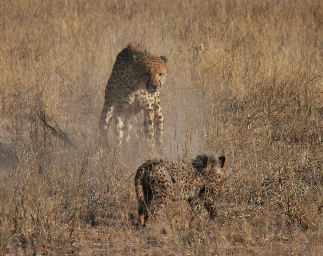 Cheetah