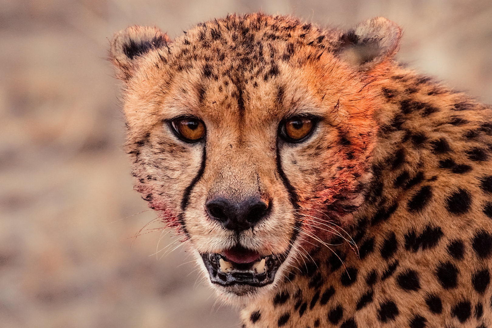 Cheetah After Dinner