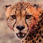 Cheetah After Dinner