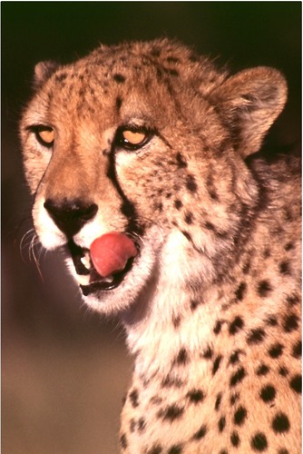 Cheetah auf Harnas - Namibia von Eduard Tkocz