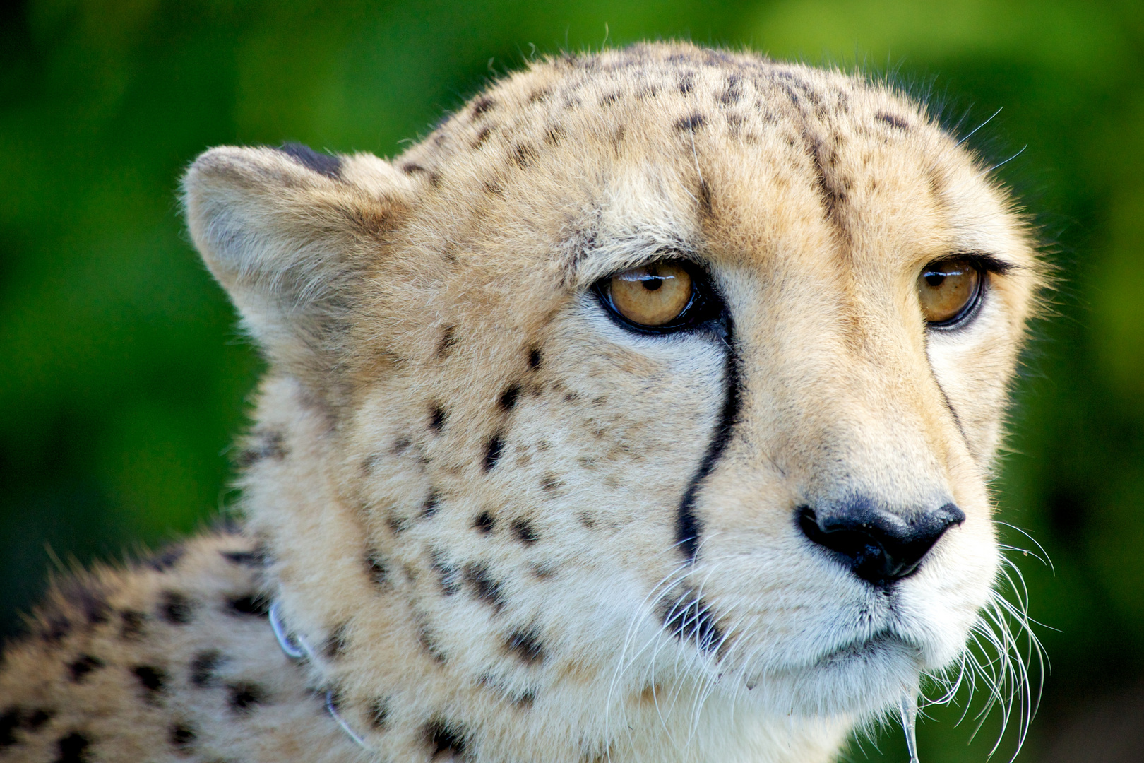 Cheetah / Australia Zoo