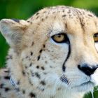 Cheetah / Australia Zoo