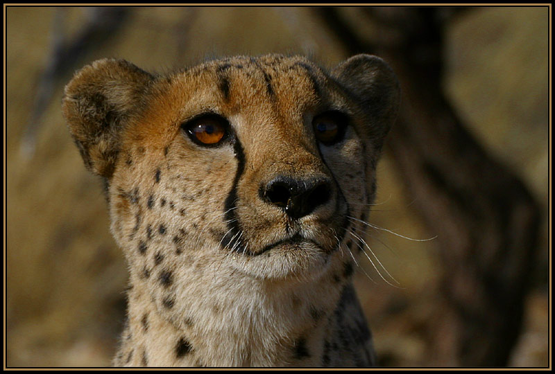 Cheetah