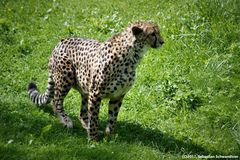 Cheetah