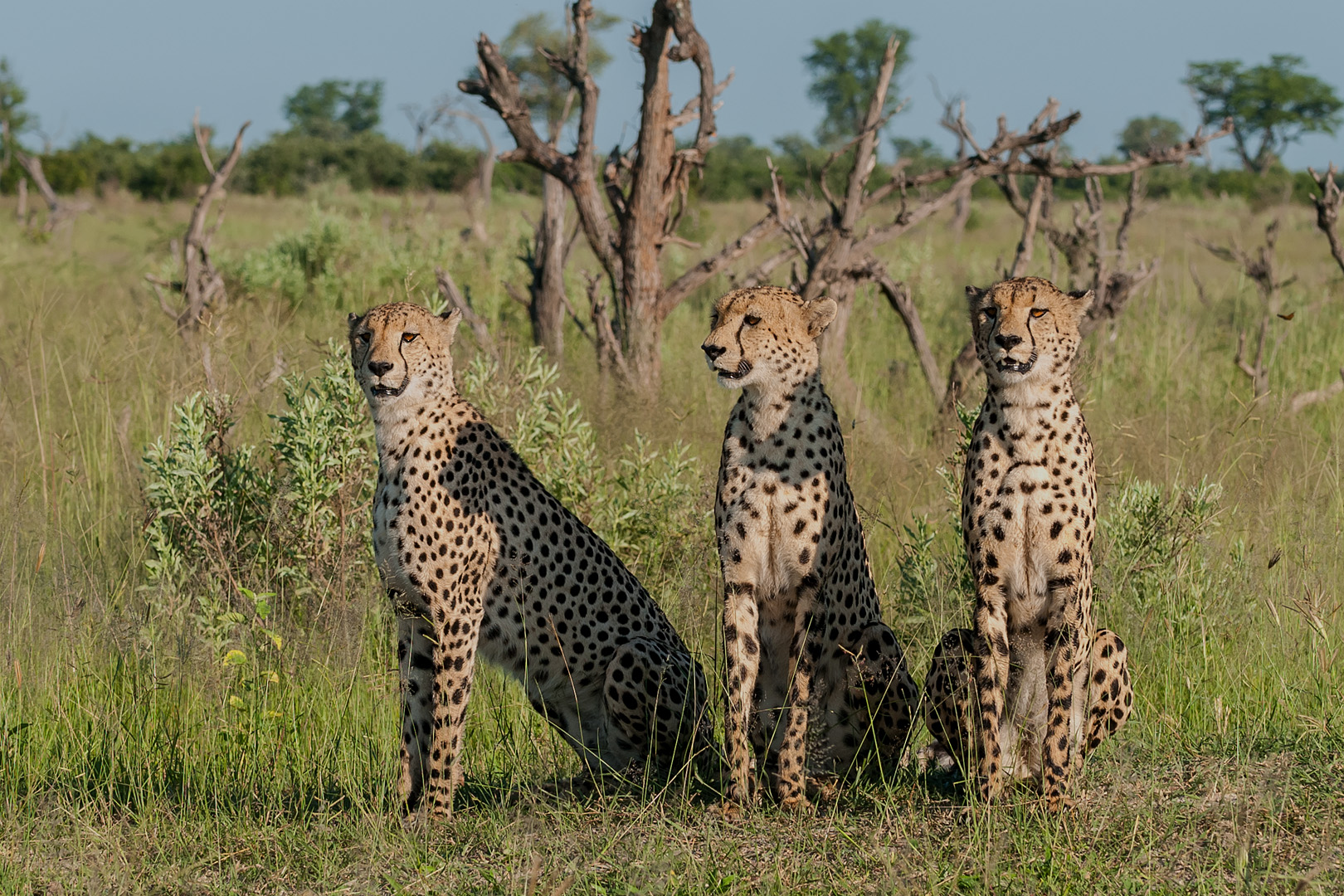  cheetah brothers