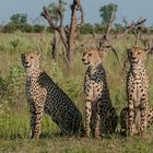  cheetah brothers