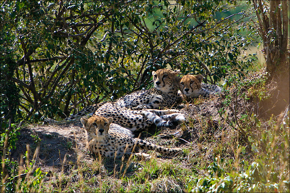 Cheetah Brüder