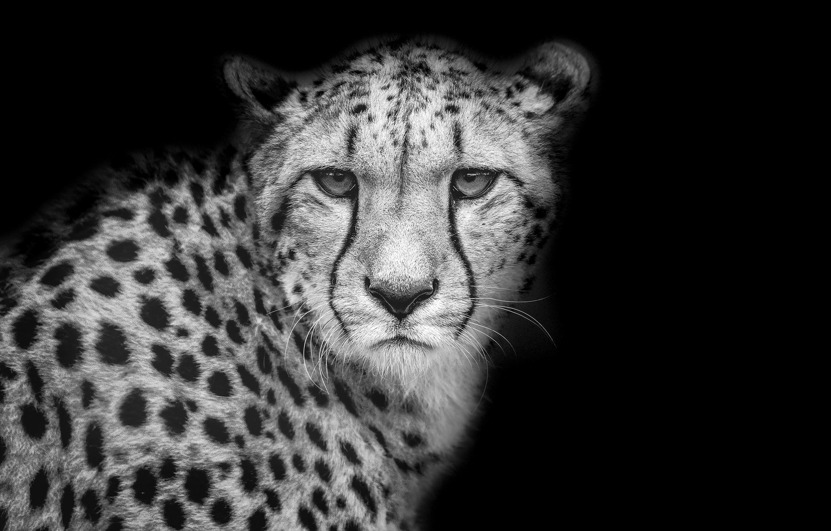 Cheetah - BWLK