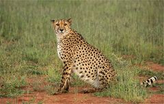 Cheetah