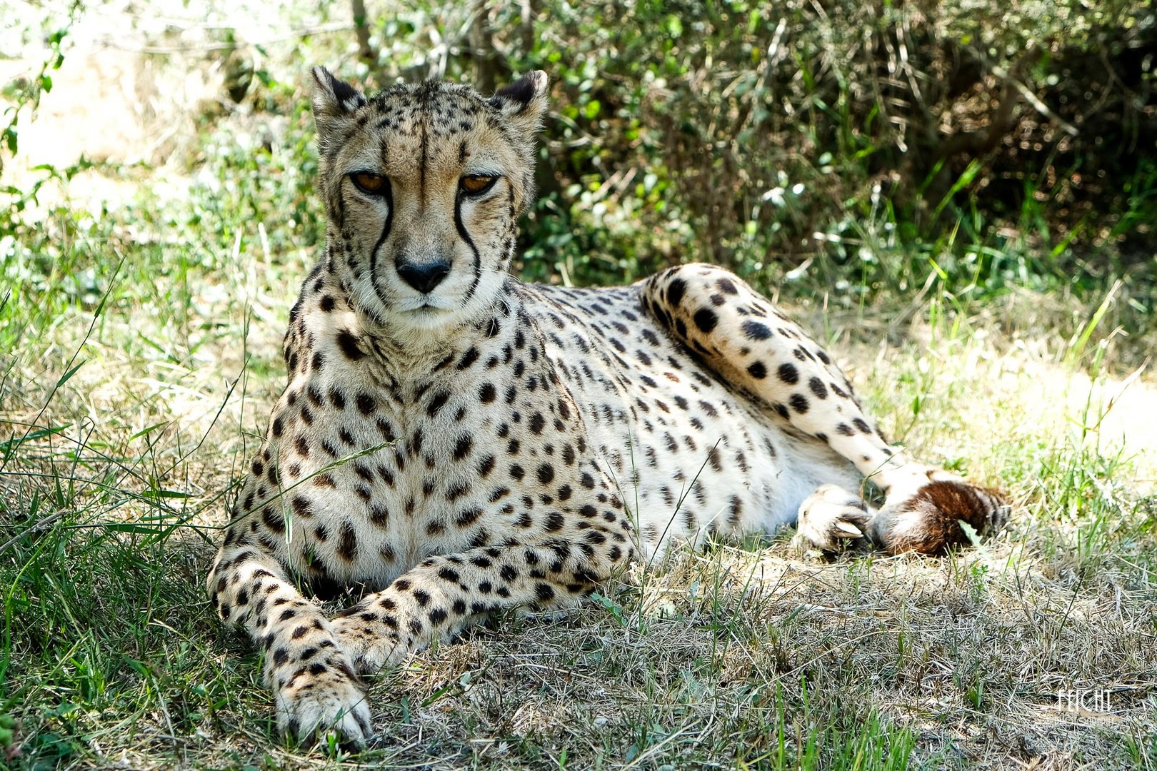 Cheetah Foto & Bild africa, southern africa, south africa Bilder auf