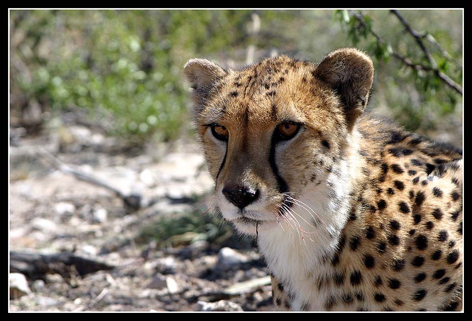 Cheetah cat