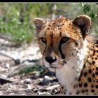 Cheetah cat