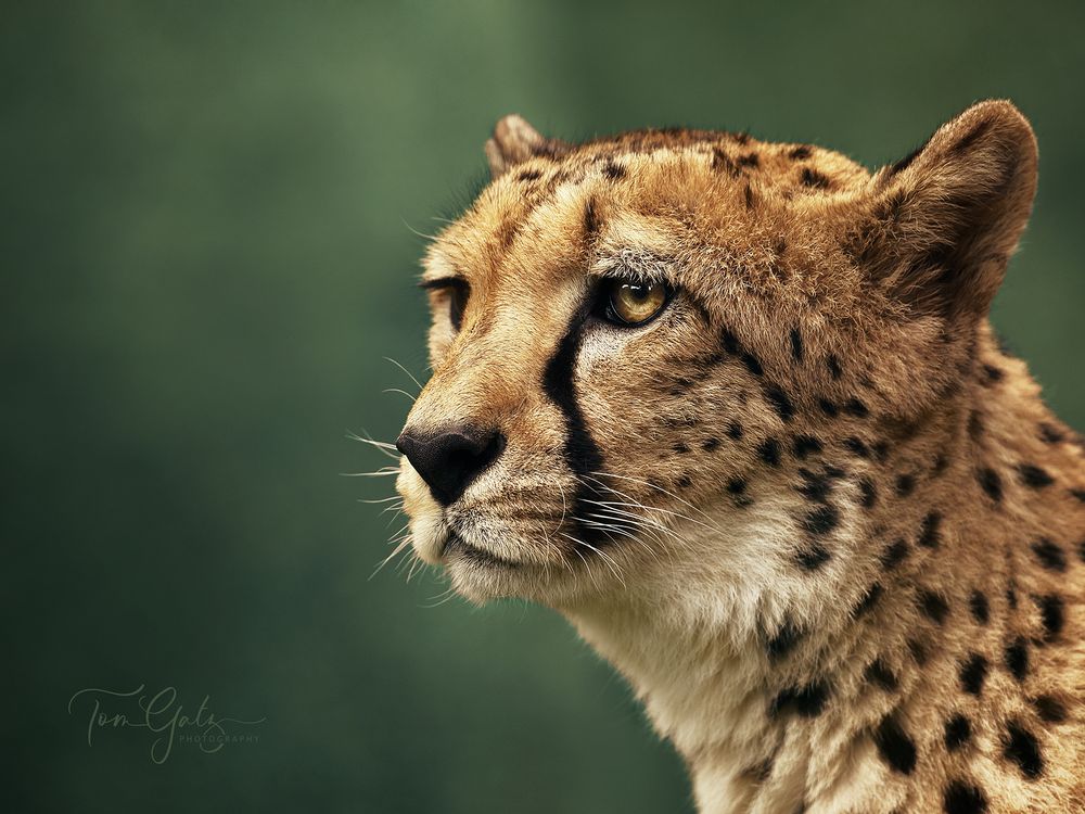 Cheetah