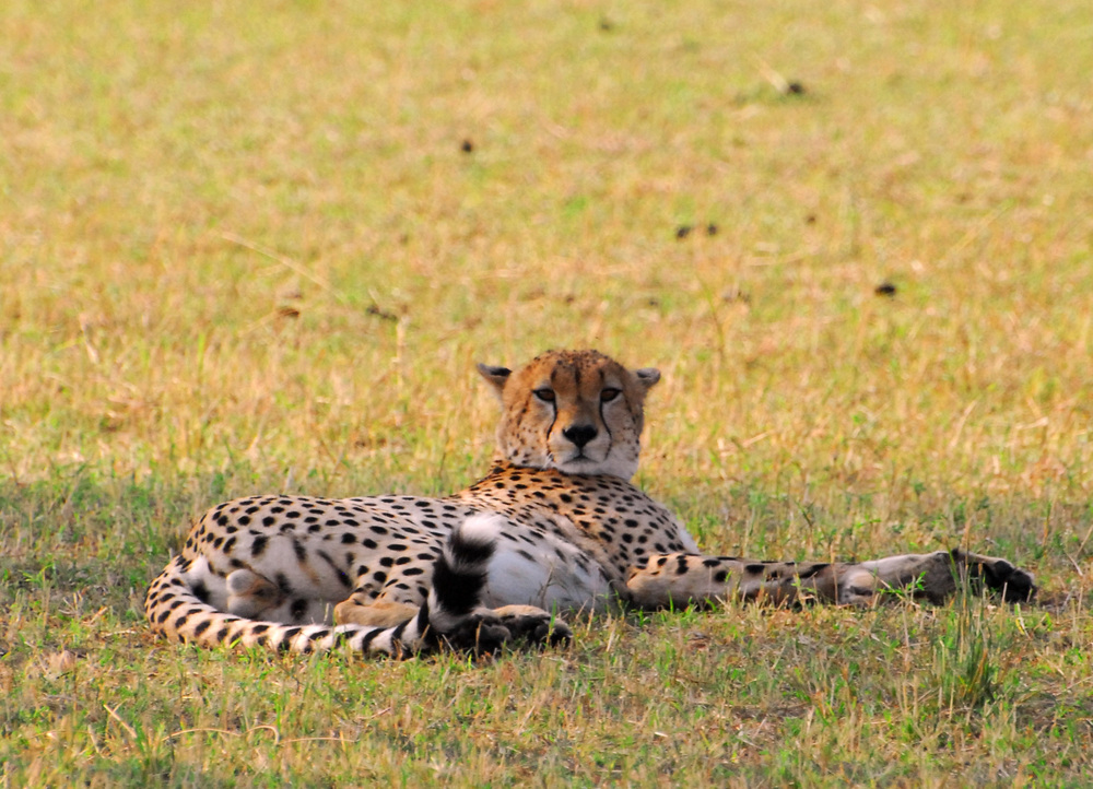 Cheetah -- checking for food