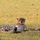 Cheetah -- checking for food