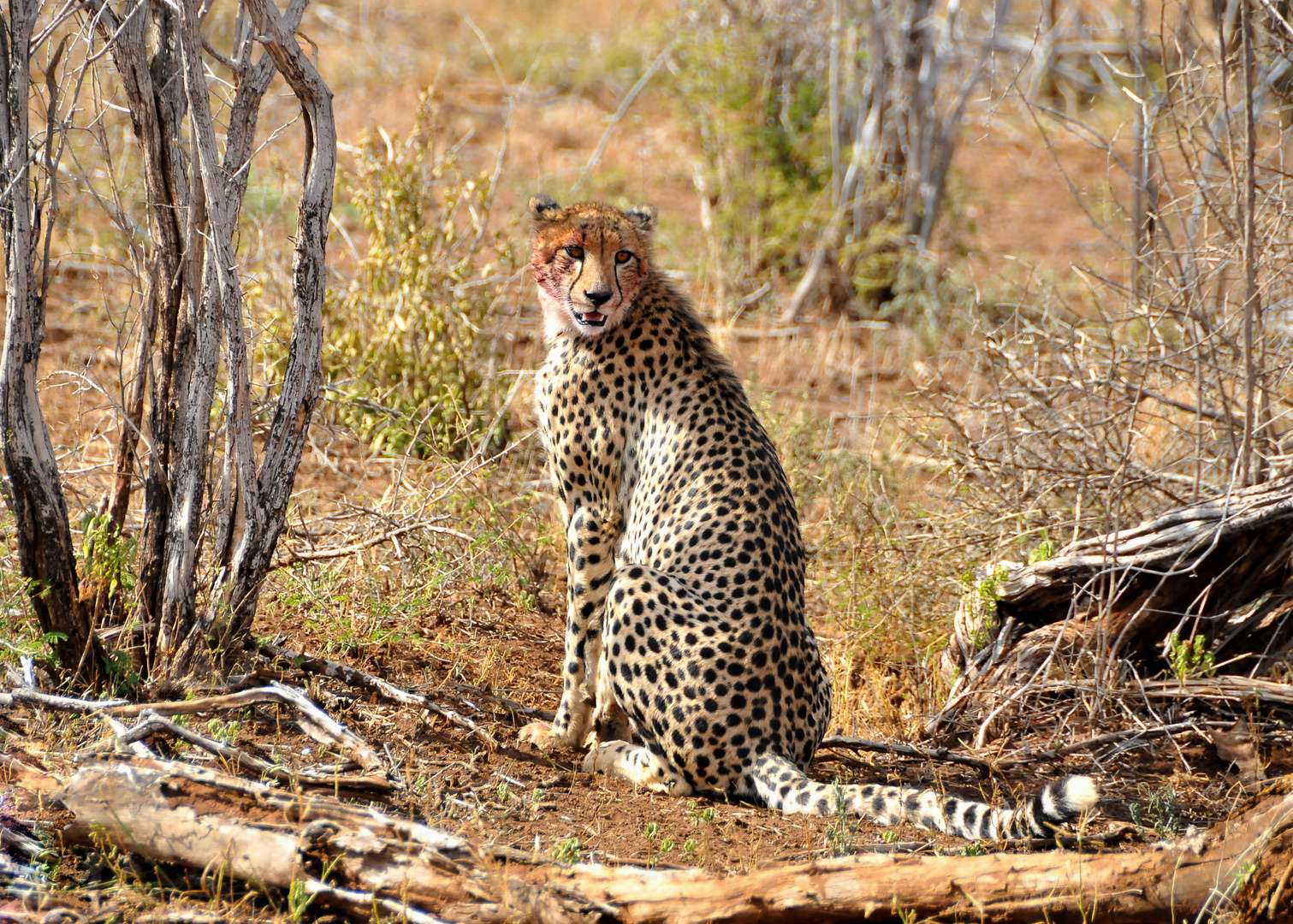 Cheetah, Cheetah