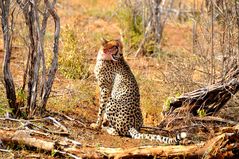 Cheetah, Cheetah