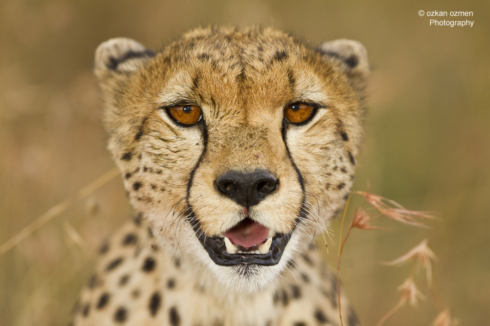 Cheetah close up portrait