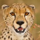 Cheetah close up portrait