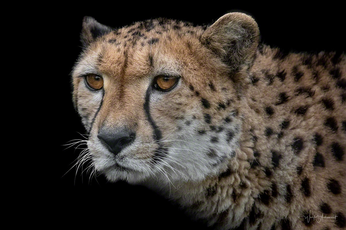 cheetah closeup