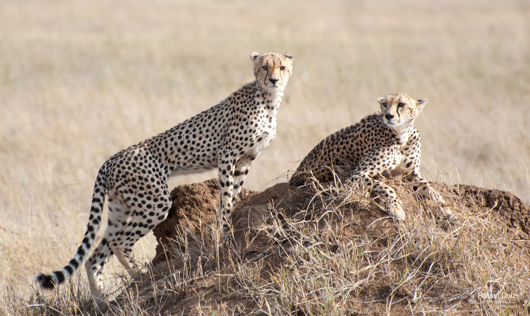 Cheetah couple