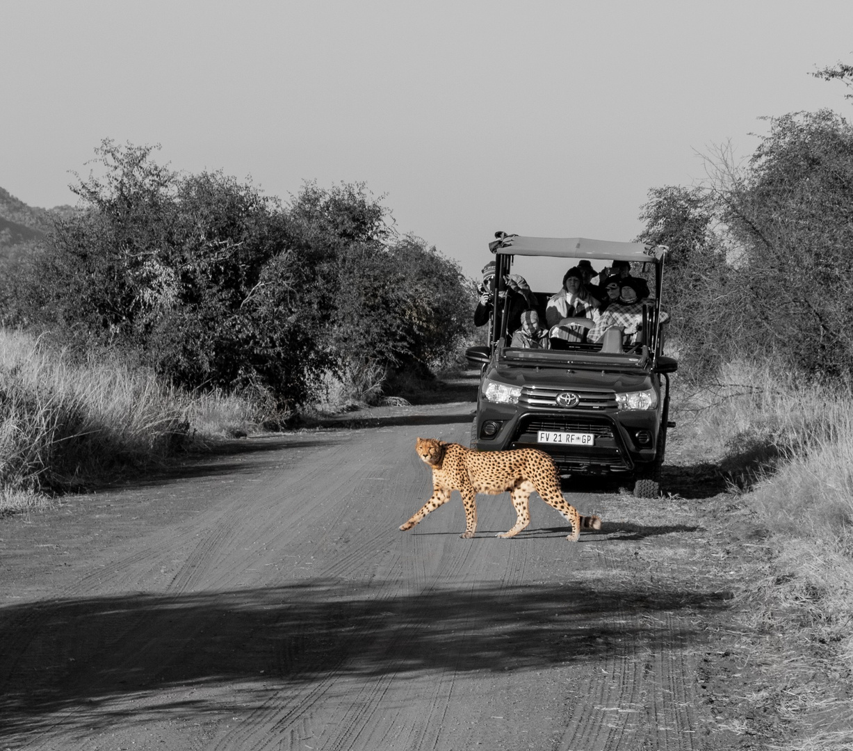 Cheetah crossing