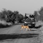 Cheetah crossing