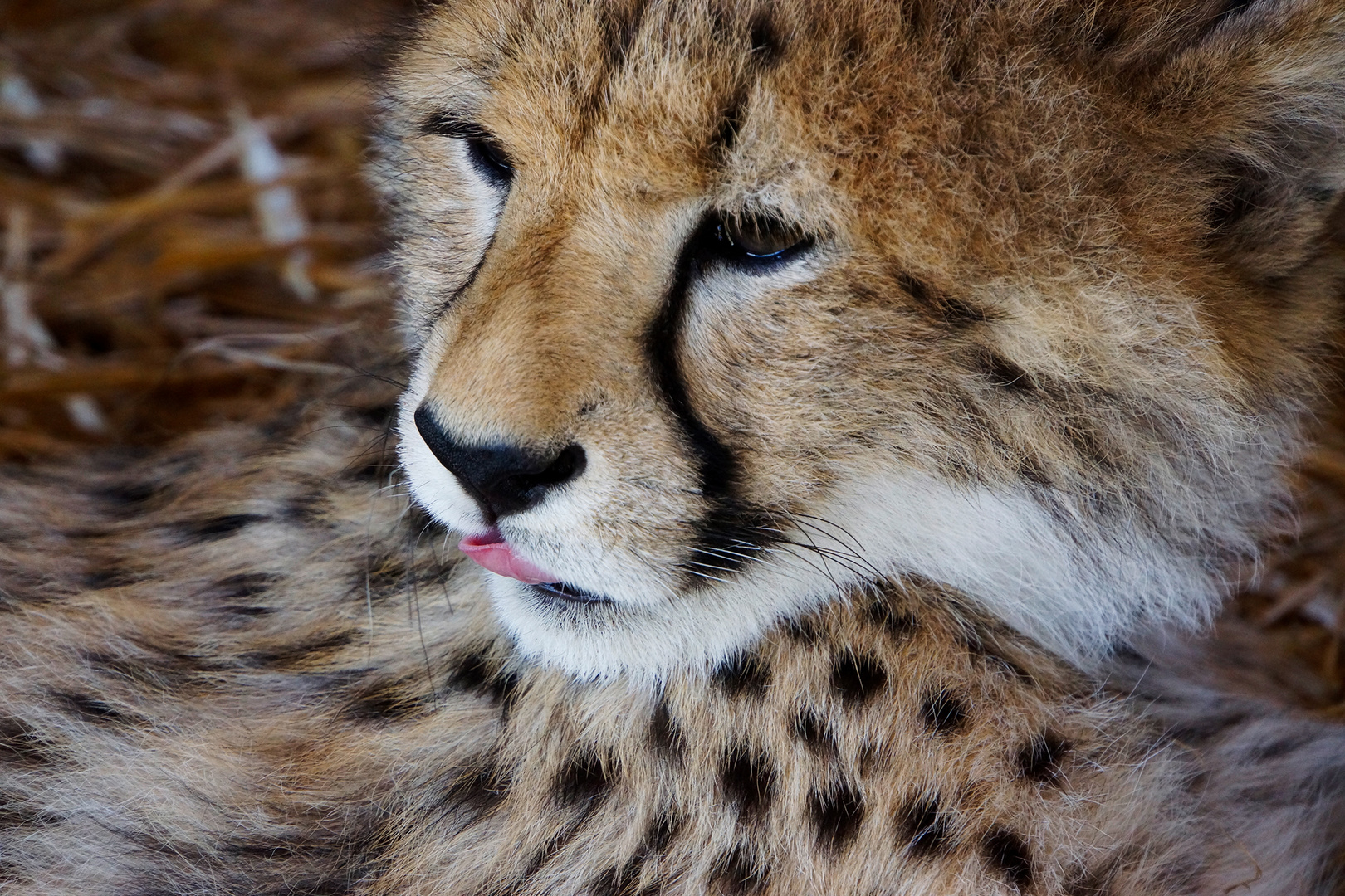 cheetah cub