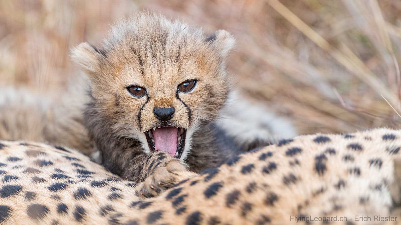 Cheetah cub