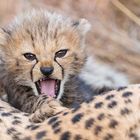 Cheetah cub