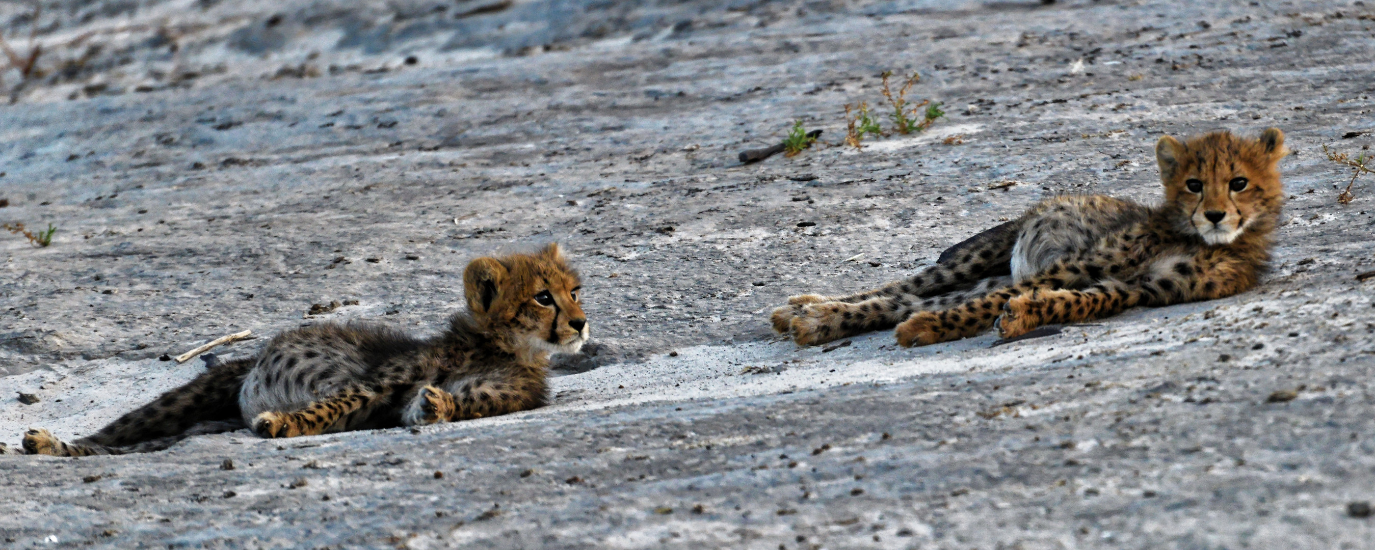 Cheetah Cubs