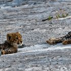 Cheetah Cubs