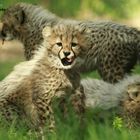 Cheetah cubs - Gepardenbabys