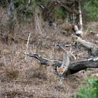 Cheetah cubs playing - Amboseli - Kenya