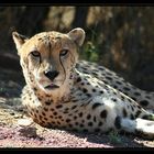 Cheetah