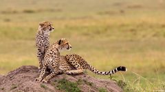 Cheetah Day !