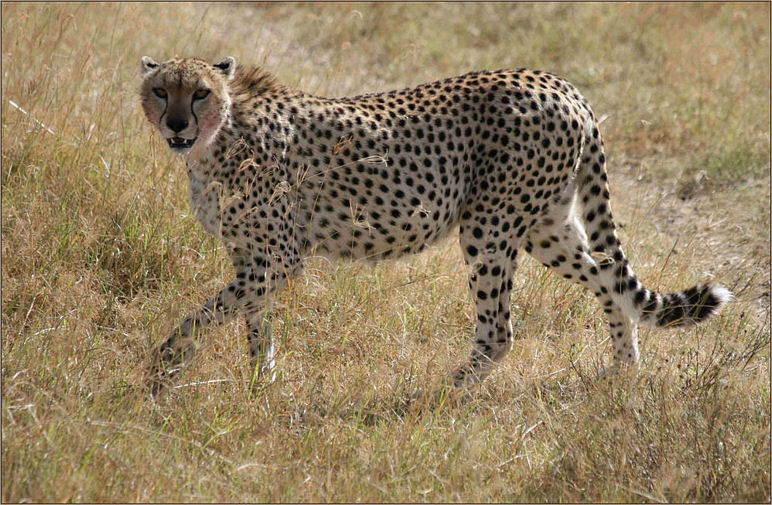 Cheetah